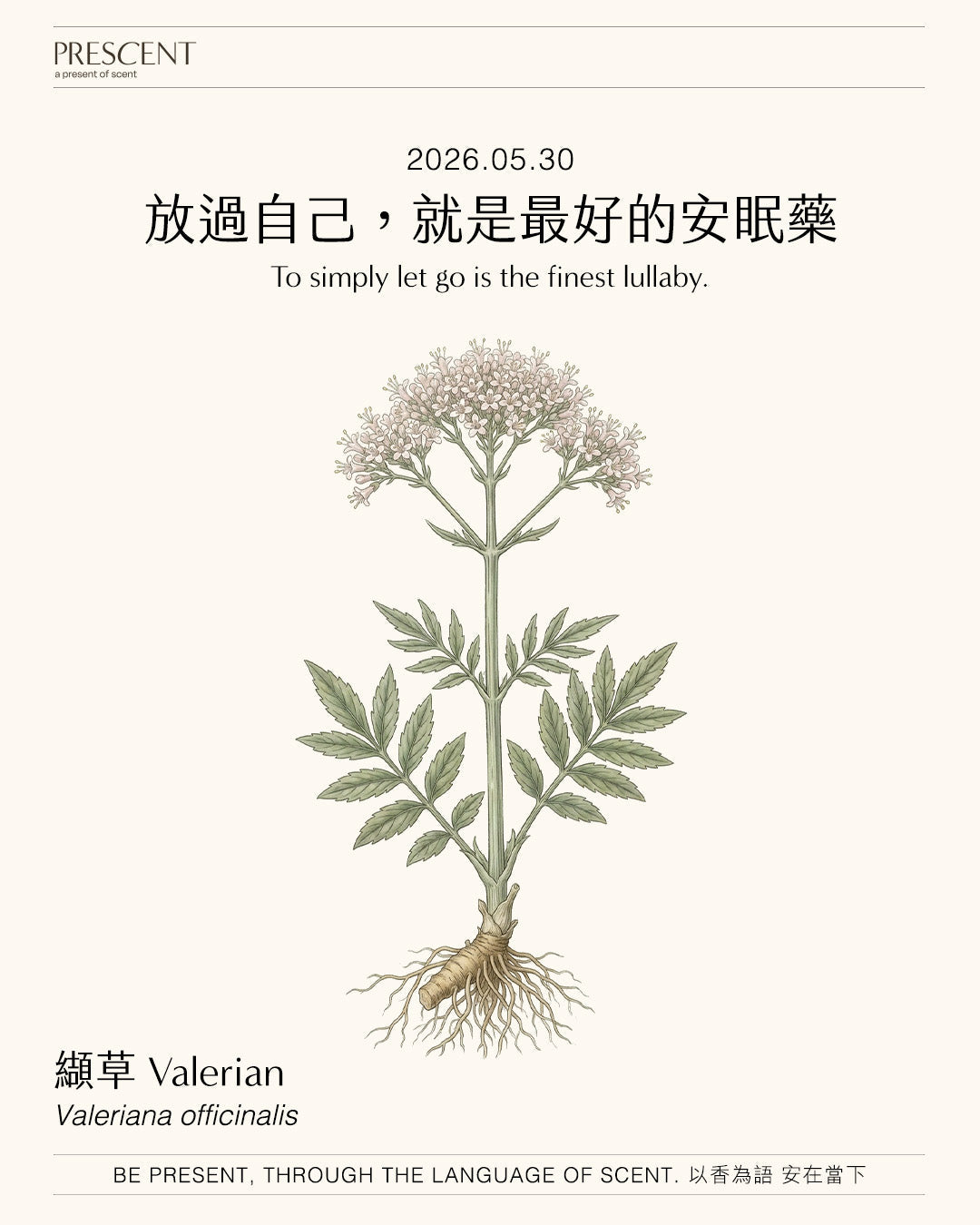 2026.05.30｜纈草 Valerian