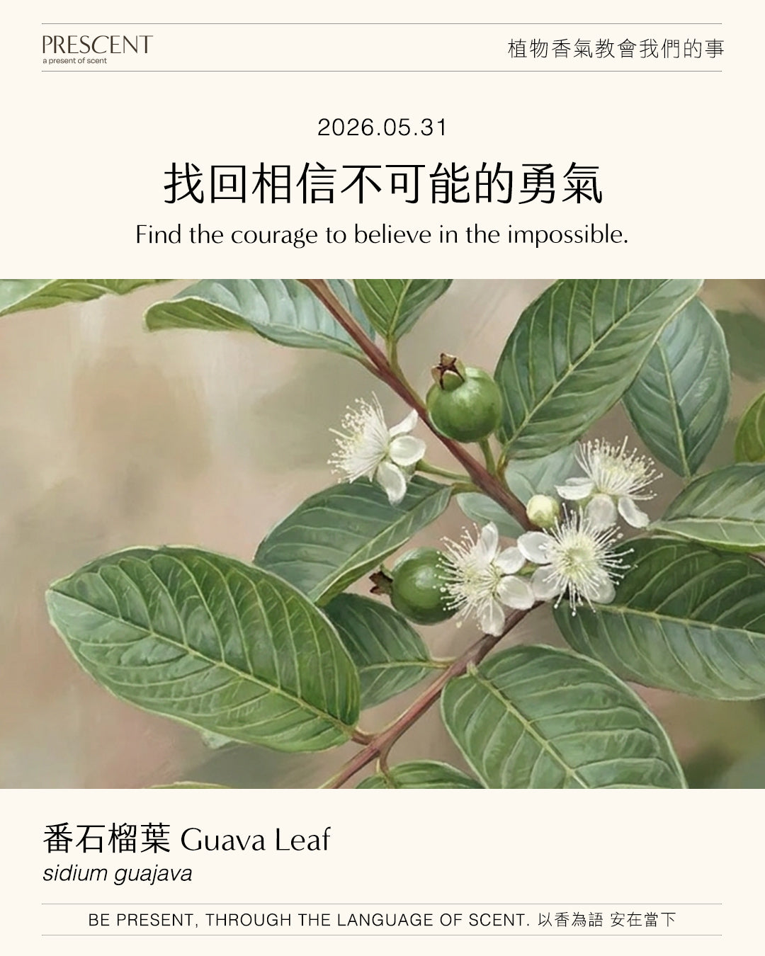 2026.05.31｜番石榴葉 Guava Leaf