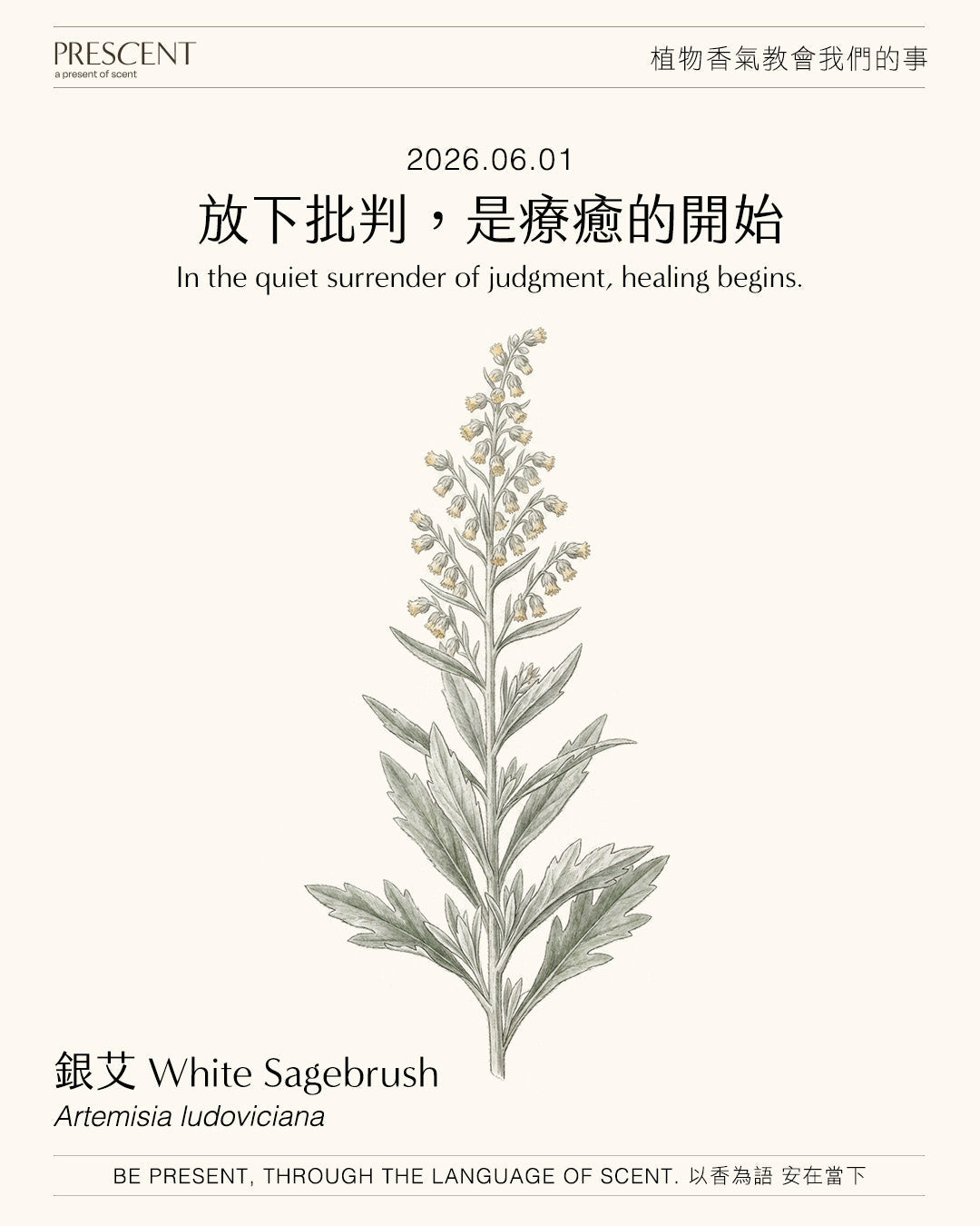 2026.06.01｜銀艾 White Sagebrush
