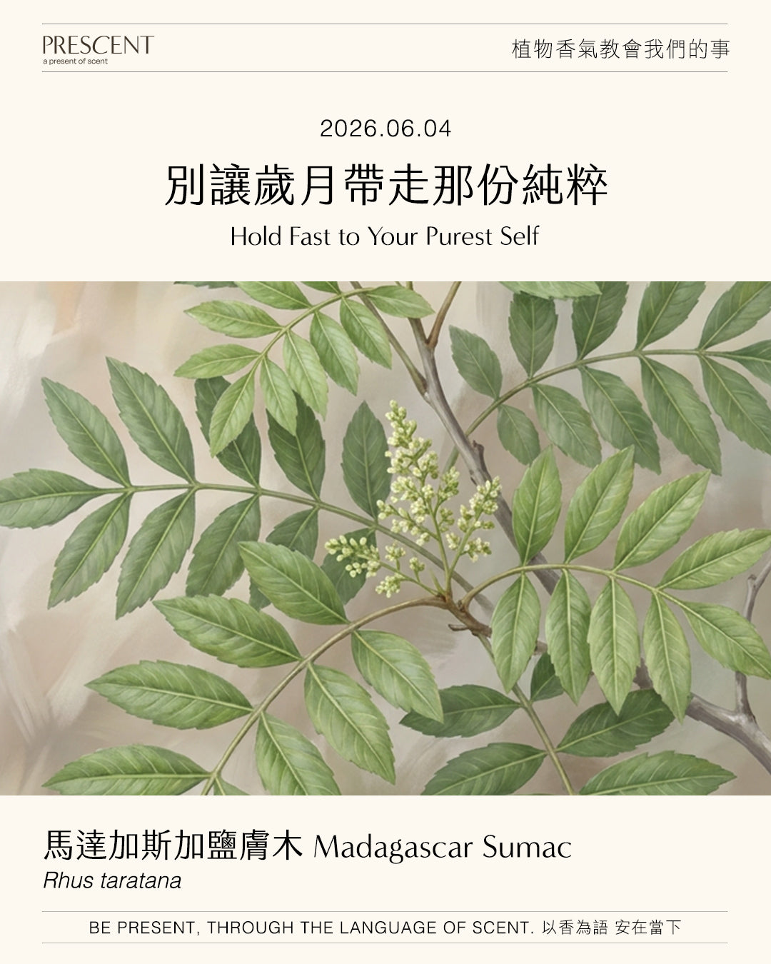 2026.06.02｜綠花白千層 Niaouli