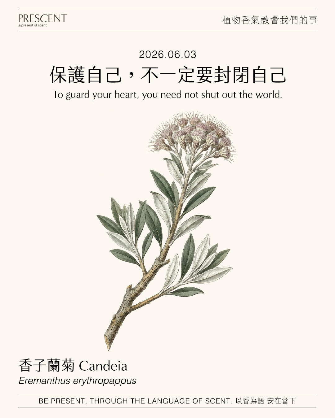 2026.06.03｜香子蘭菊 Candeia
