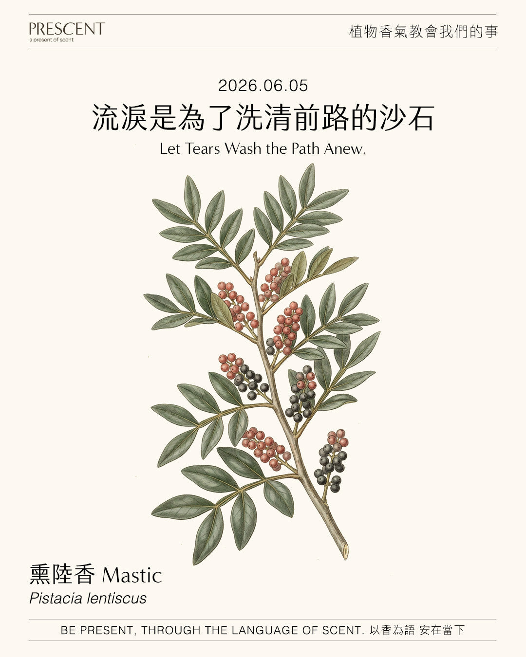 2026.06.05｜熏陸香 Mastic
