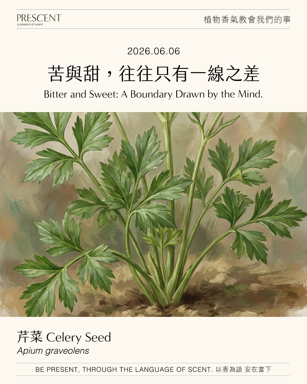 2026.06.06｜芹菜籽 Celery Seed