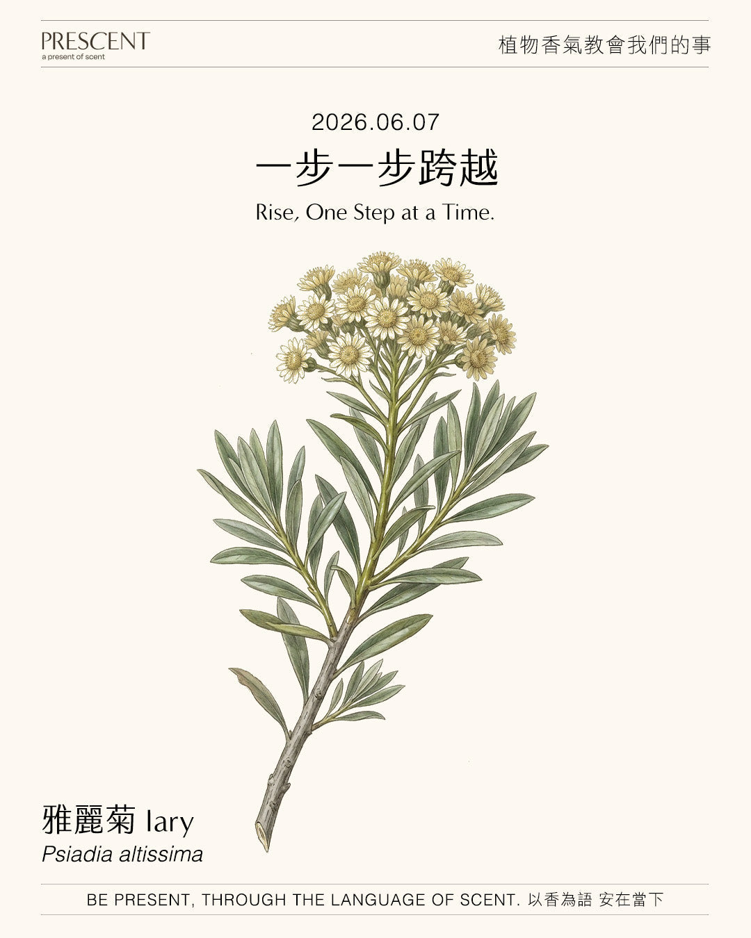 2026.06.07｜雅麗菊 Iary