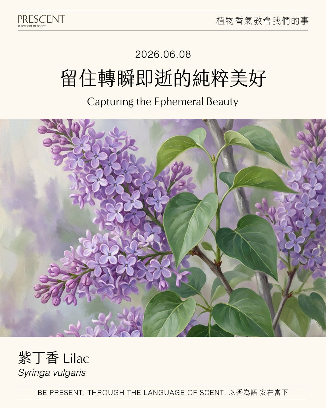 2026.06.08｜紫丁香 Lilac