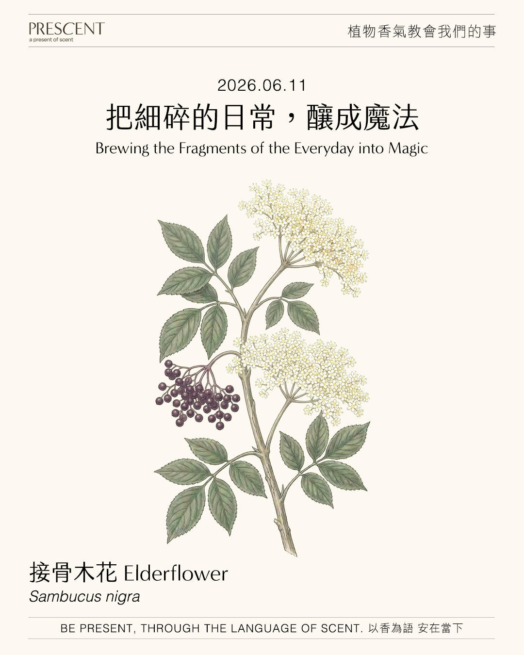 2026.06.11｜接骨木花 Elderflower