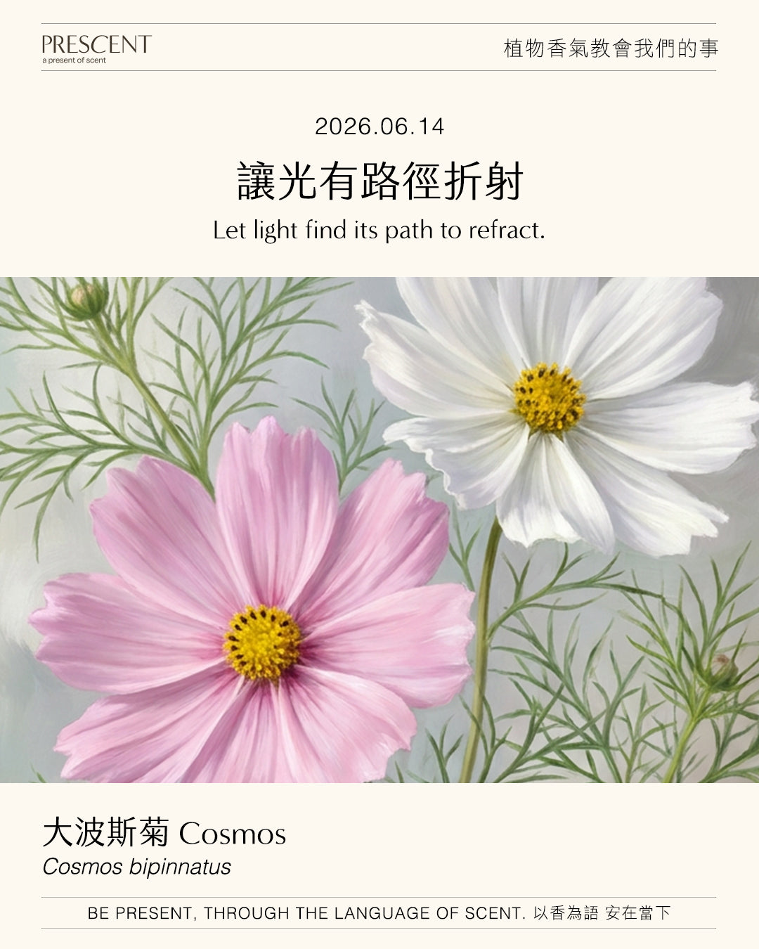 2026.06.14｜大波斯菊 Cosmos