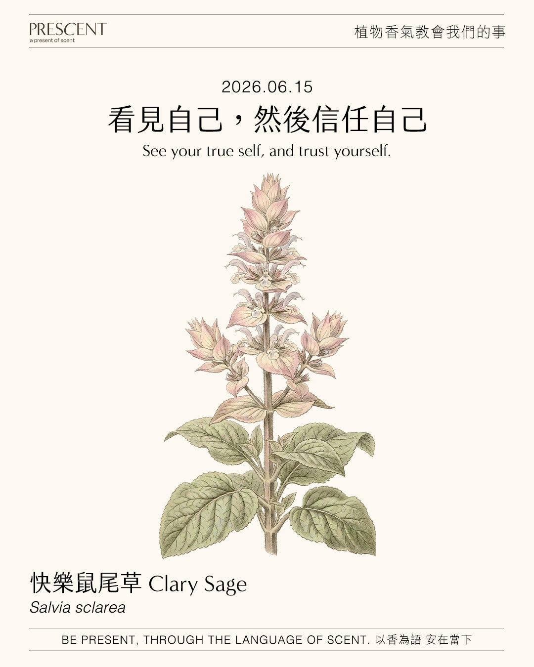 2026.06.15｜快樂鼠尾草 Clary Sage