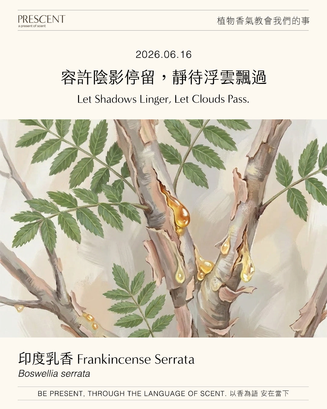 2026.06.16｜印度乳香 Frankincense Serrata