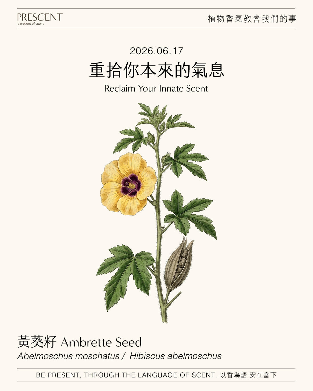2026.06.17｜黃葵籽 Ambrette Seed