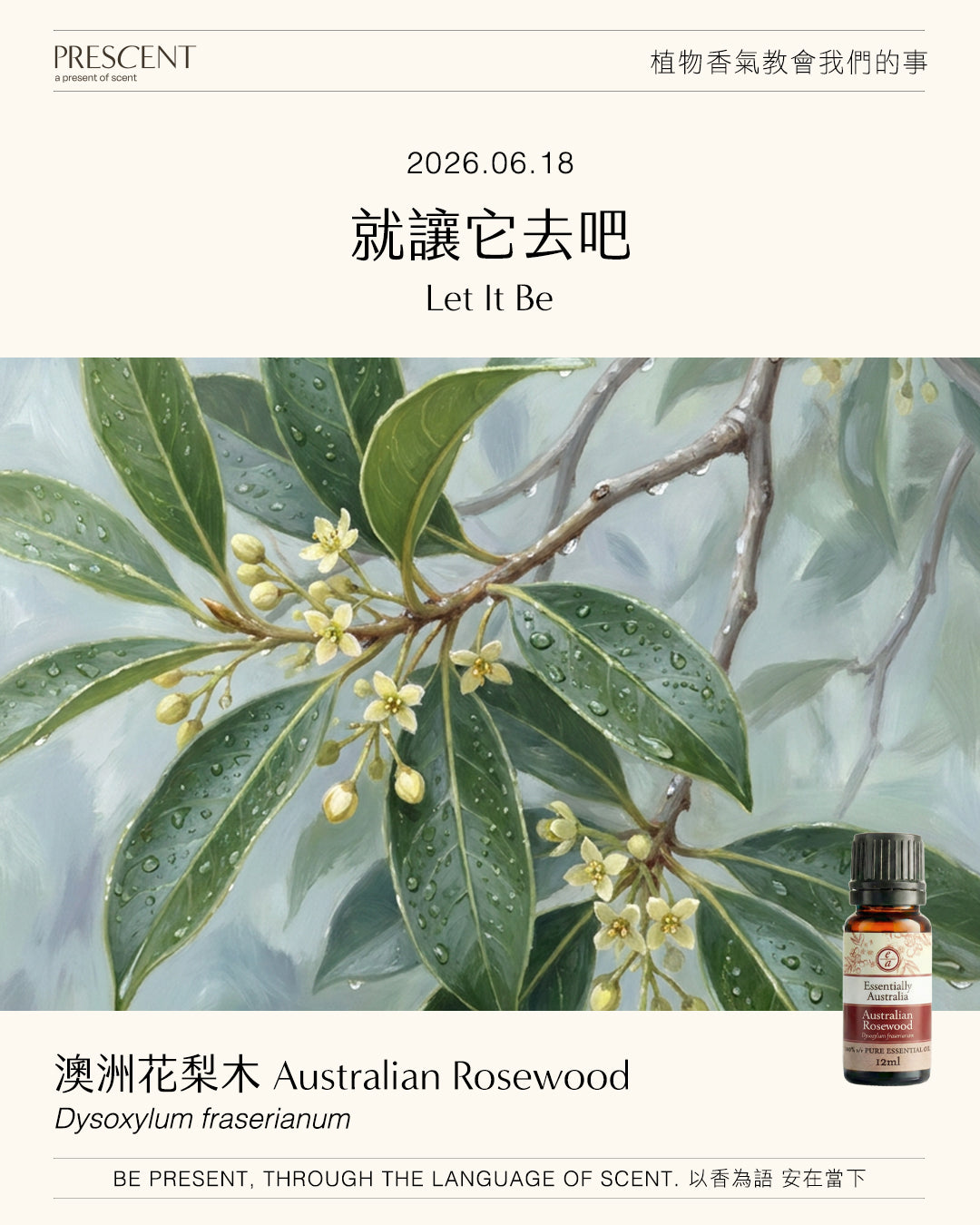 2026.06.18｜澳洲花梨木 Australian Rosewood (Dysoxylon fraserianum）