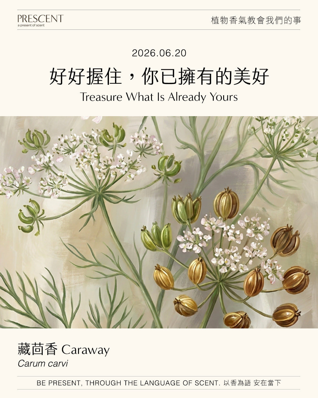 2026.06.20｜藏茴香 Caraway