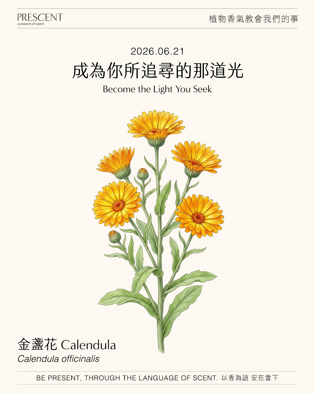 2026.06.21｜金盞花 Calendula