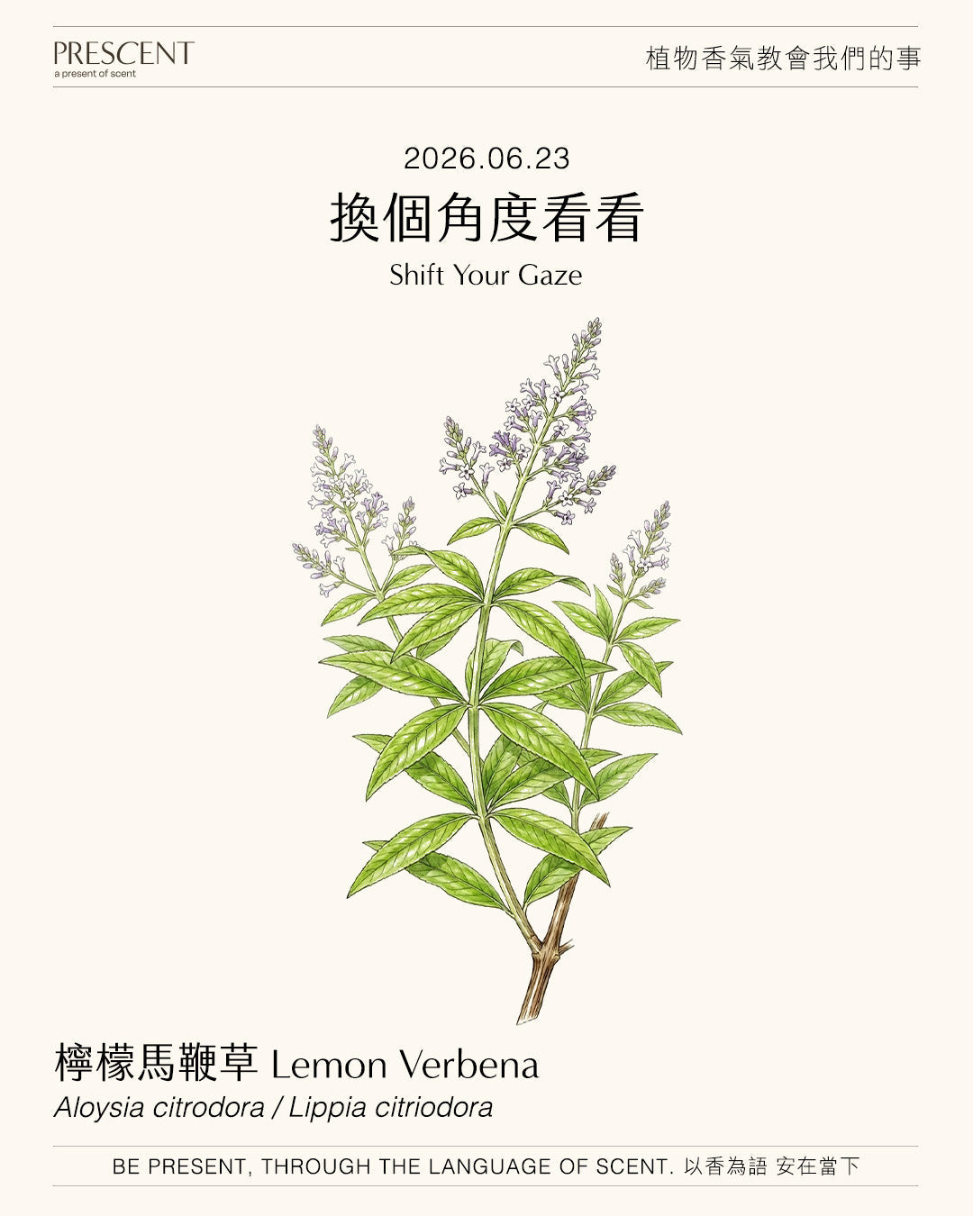 2026.06.23｜檸檬馬鞭草 Lemon Verbena
