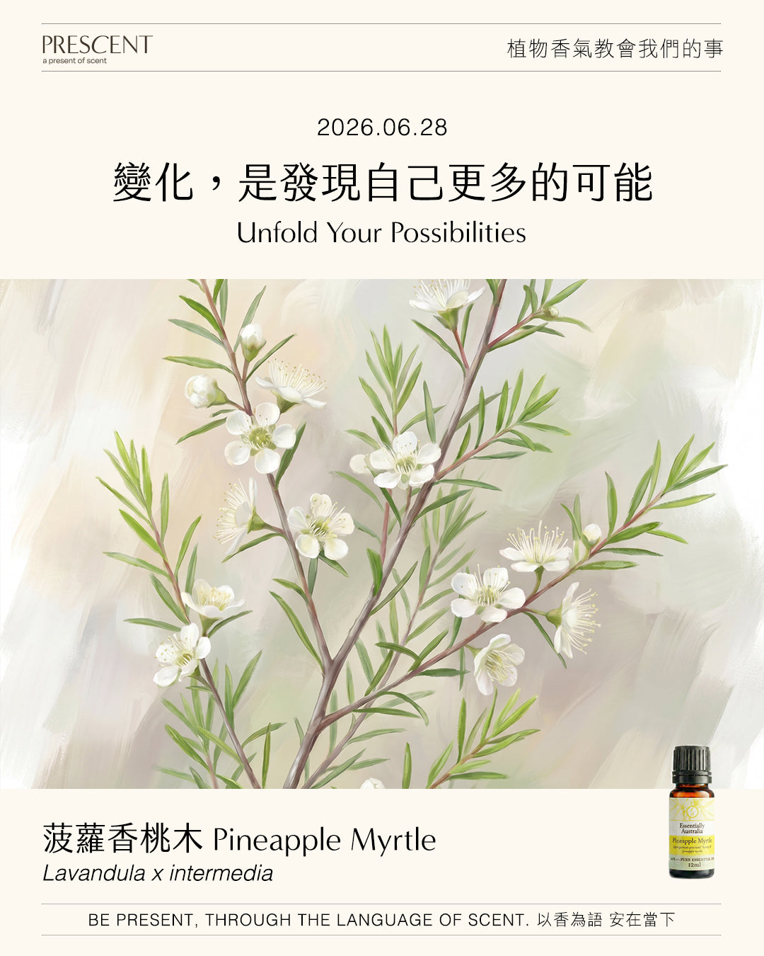 2026.06.28｜菠蘿香桃木 Pineapple Myrtle