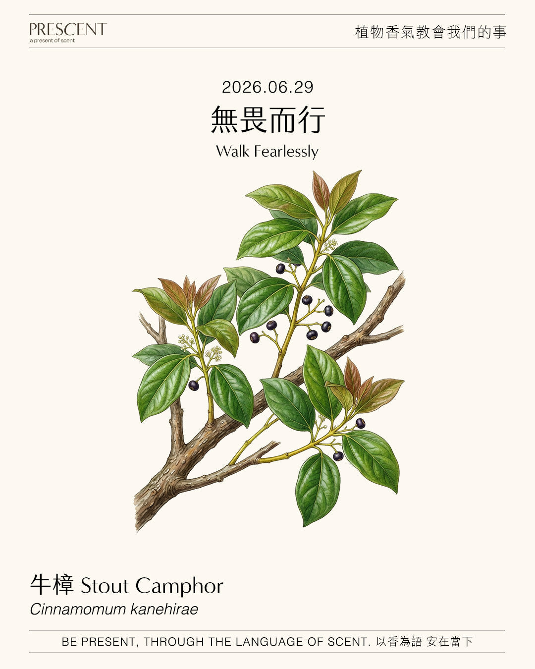 2026.06.29｜牛樟 Stout Camphor