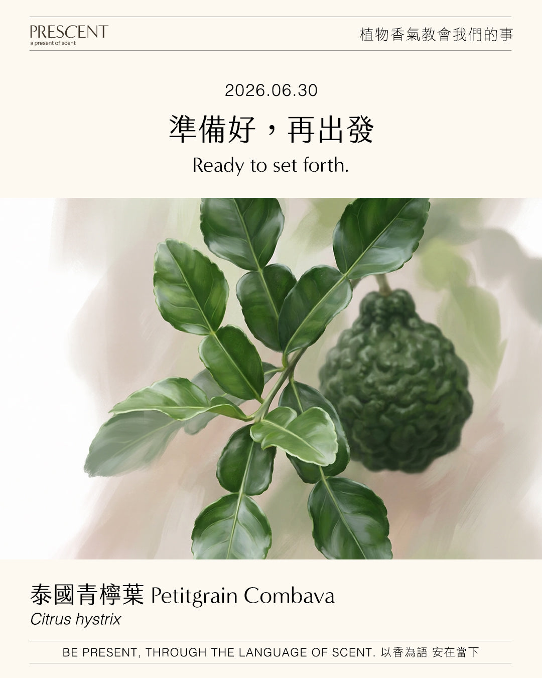 2026.06.30｜泰國青檸葉 Kaffir Lime Leaf
