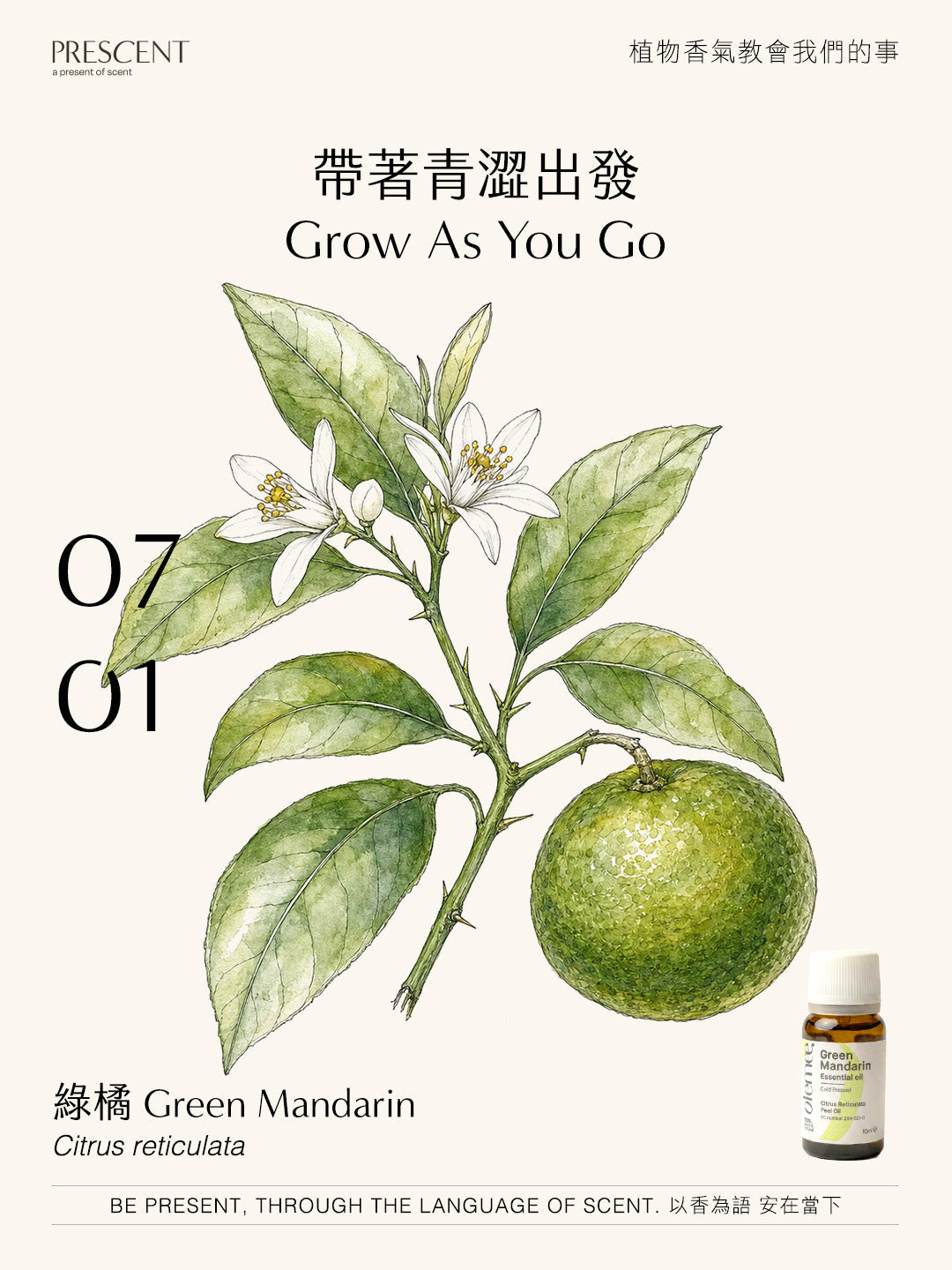 2026.07.01｜綠橘 Green Mandarin