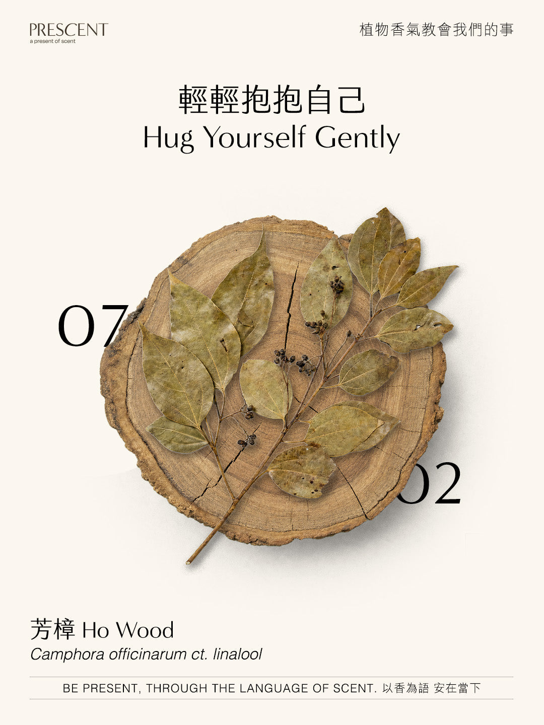 2026.07.02｜芳樟 Ho Wood