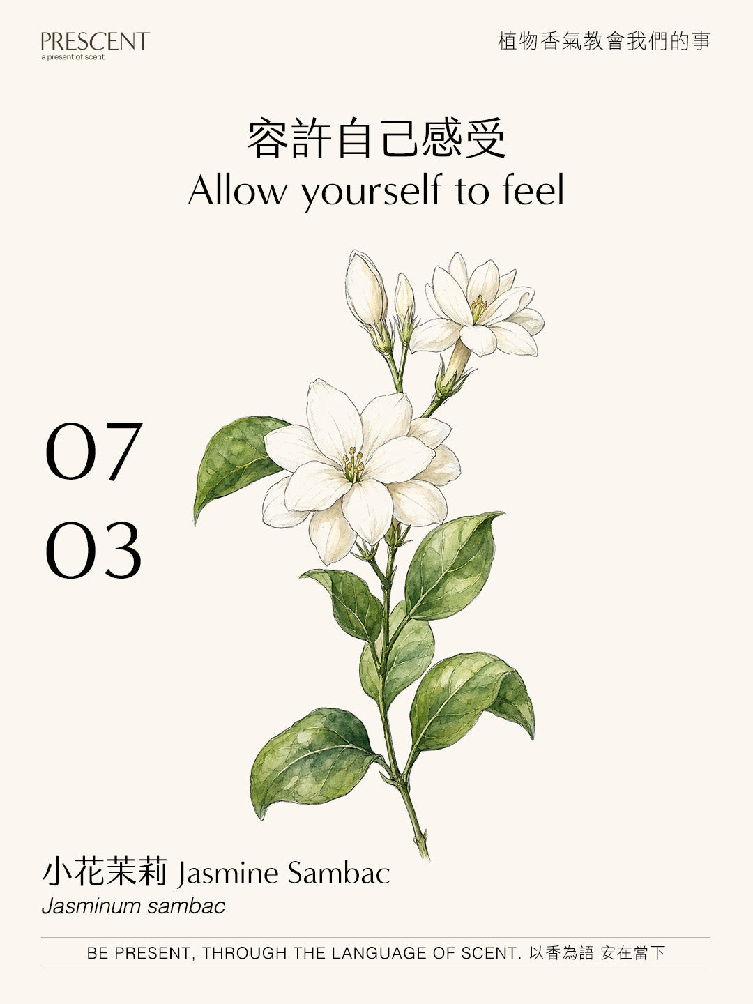 2026.07.03｜小花茉莉 Jasmine Sambac