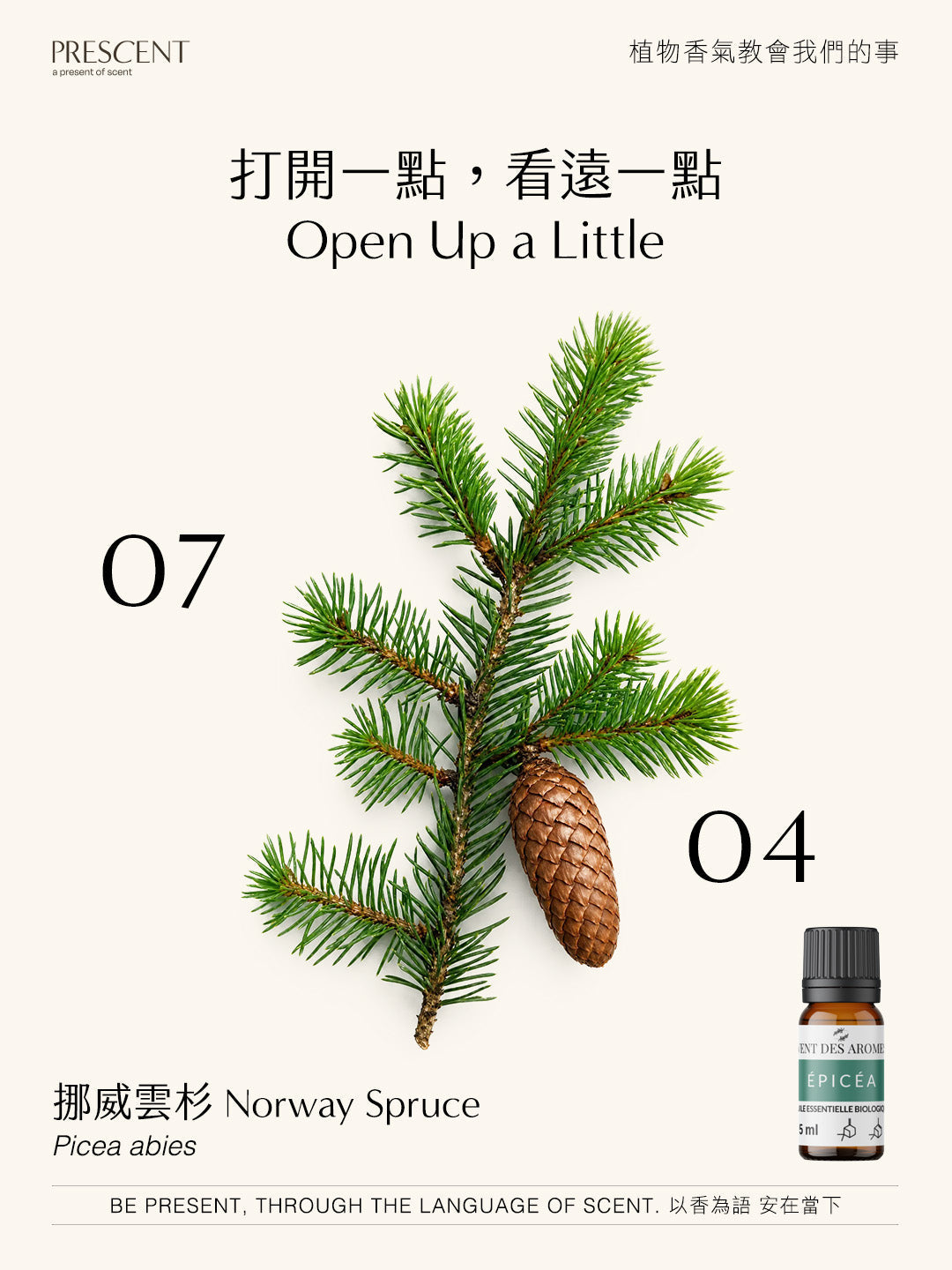 2026.07.04｜挪威雲杉 Spruce Norway