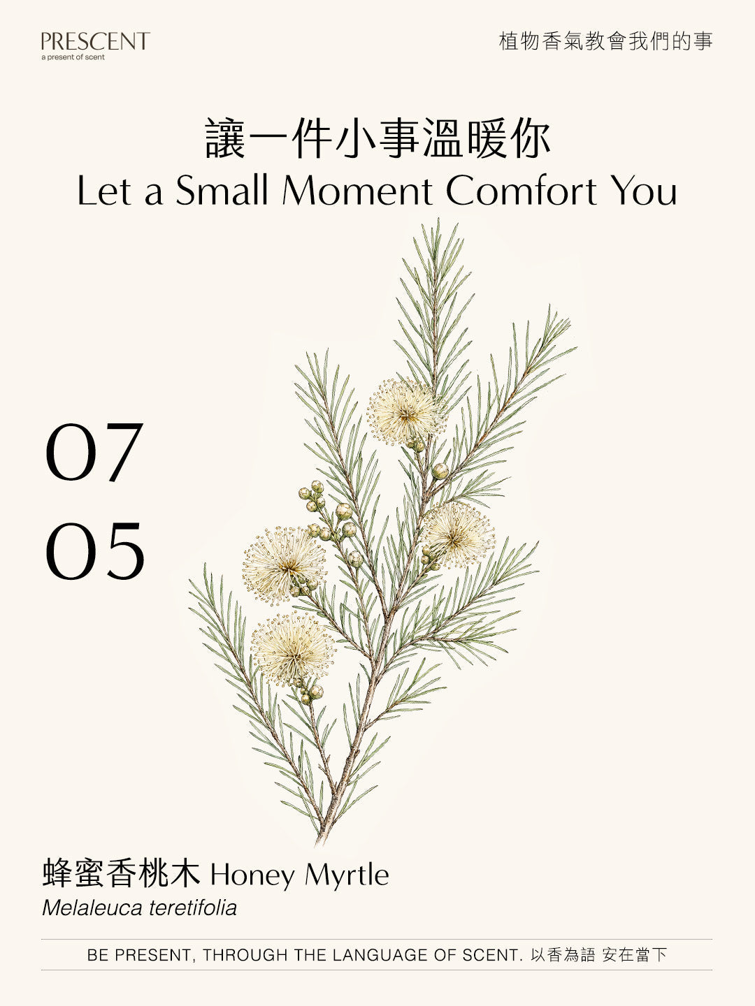2026.07.05｜蜂蜜香桃木 Honey Myrtle