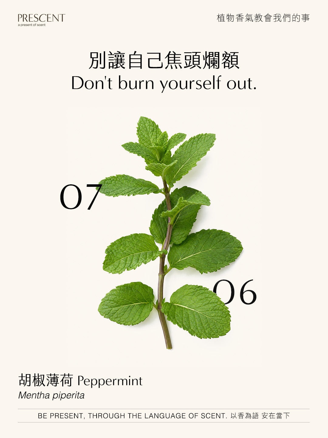 2026.07.06｜胡椒薄荷 Peppermint
