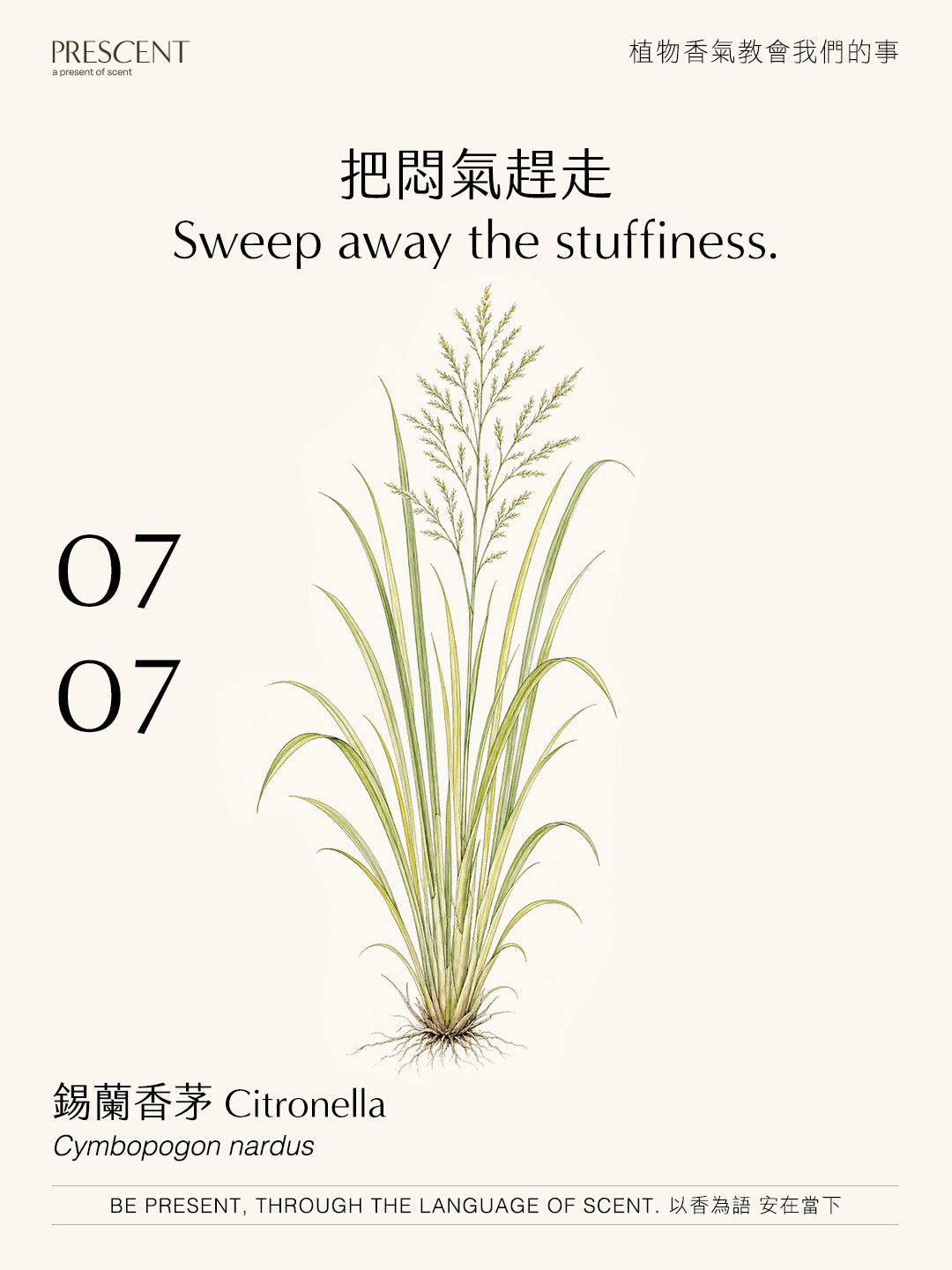 2026.07.07｜香茅 Citronella
