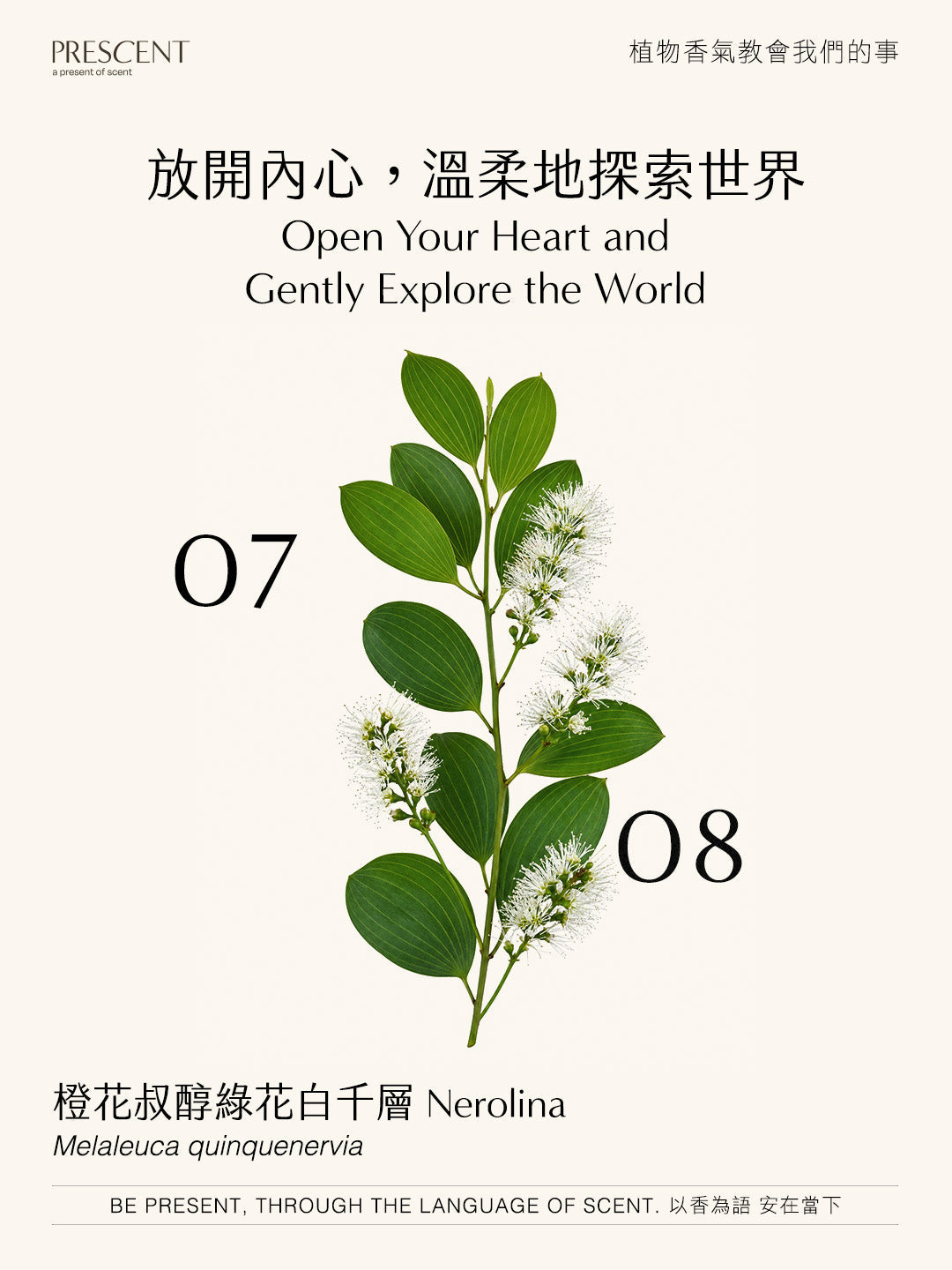 2026.07.08｜橙花叔醇綠花白千層 Nerolina