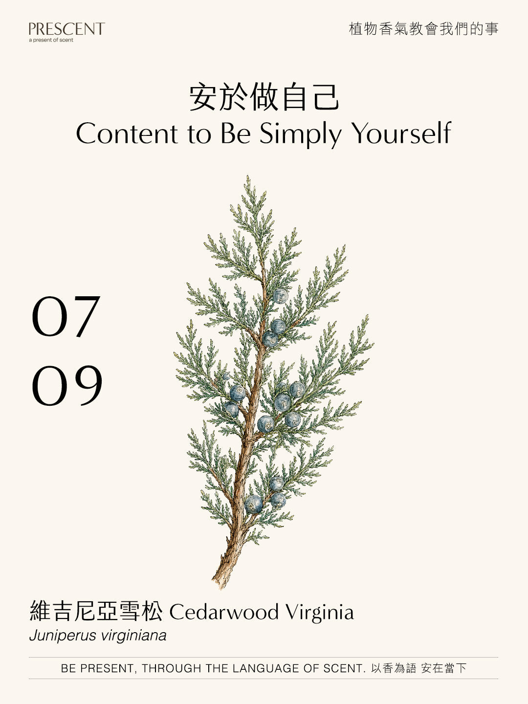 2026.07.09｜維吉尼亞雪松 Cedarwood Virginia