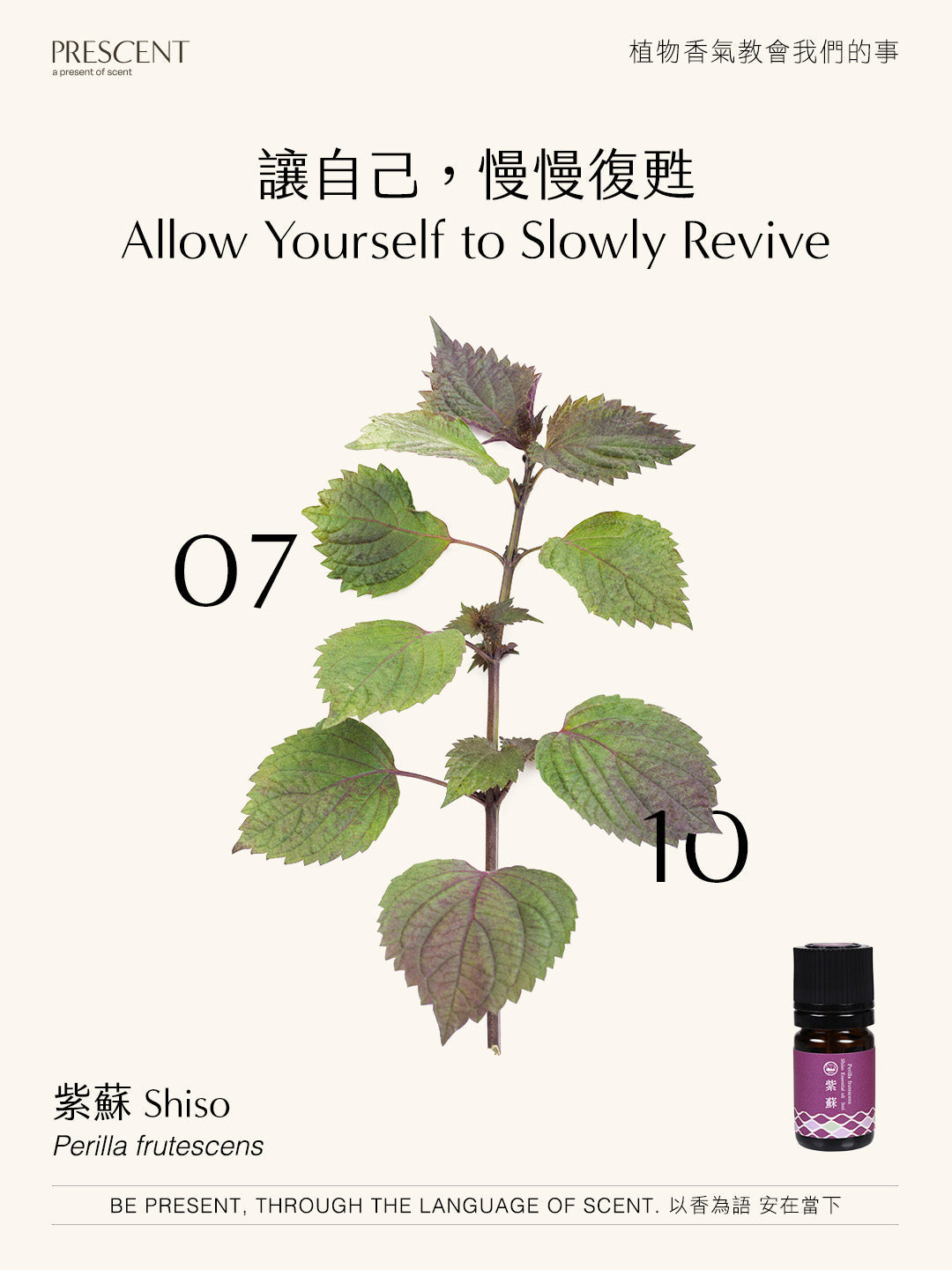 2026.07.10｜紫蘇 Shiso