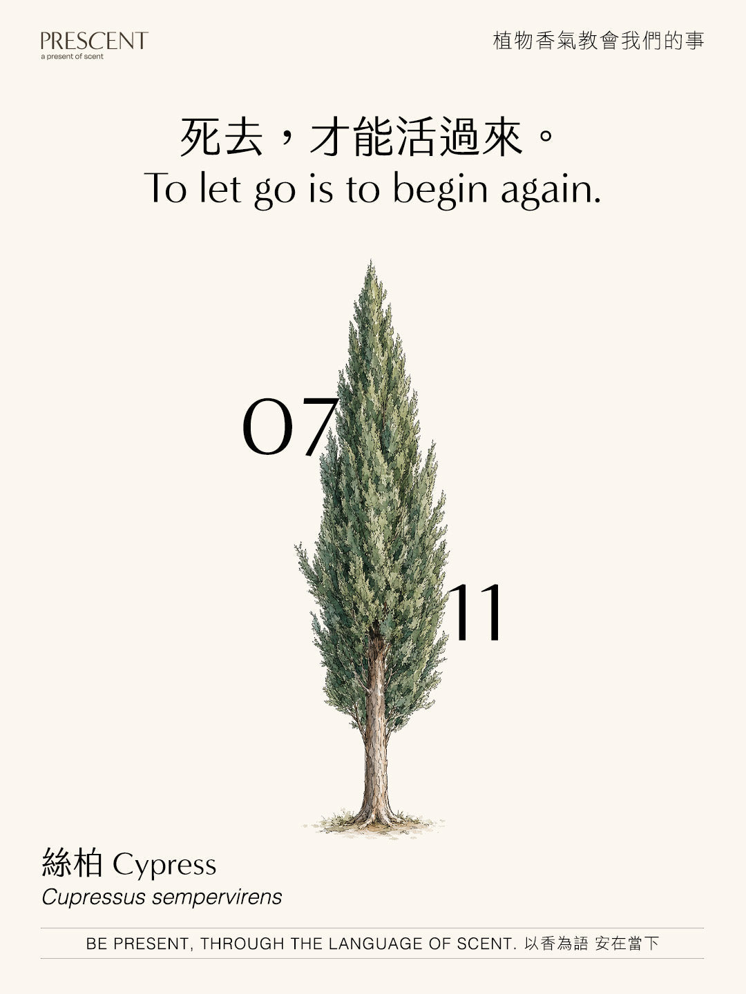 2026.07.11｜絲柏 Cypress