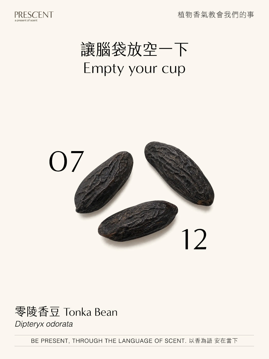 2026.07.12｜零陵香豆  Tonka Bean