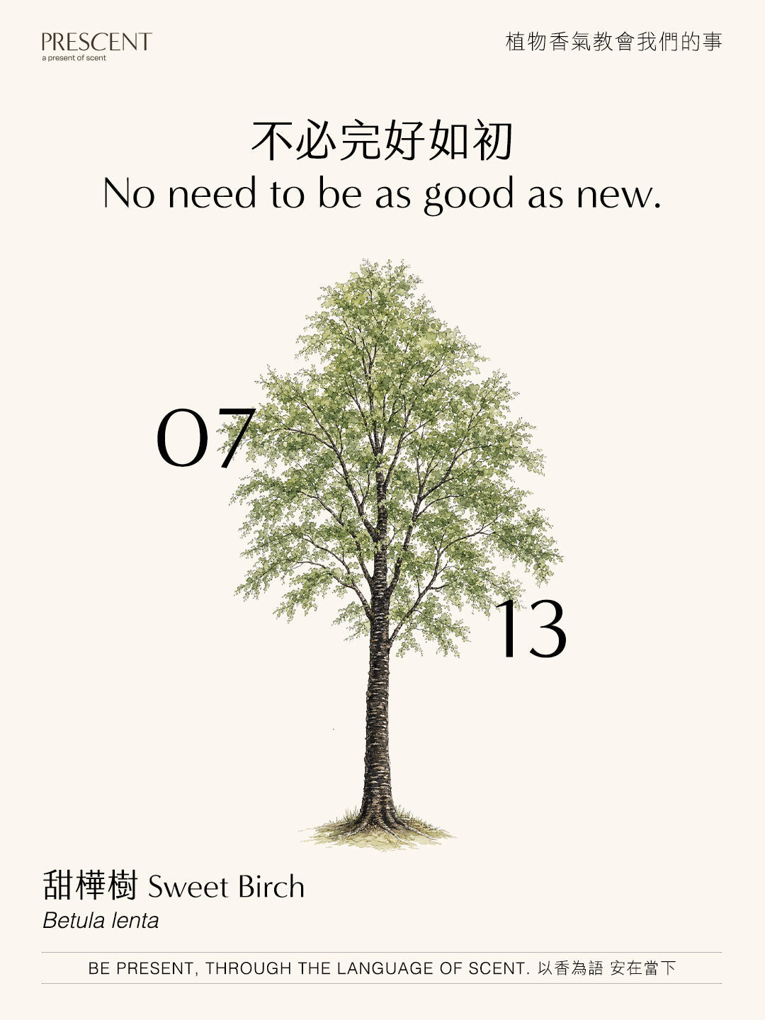 2026.07.13｜甜樺樹 Sweet Birch