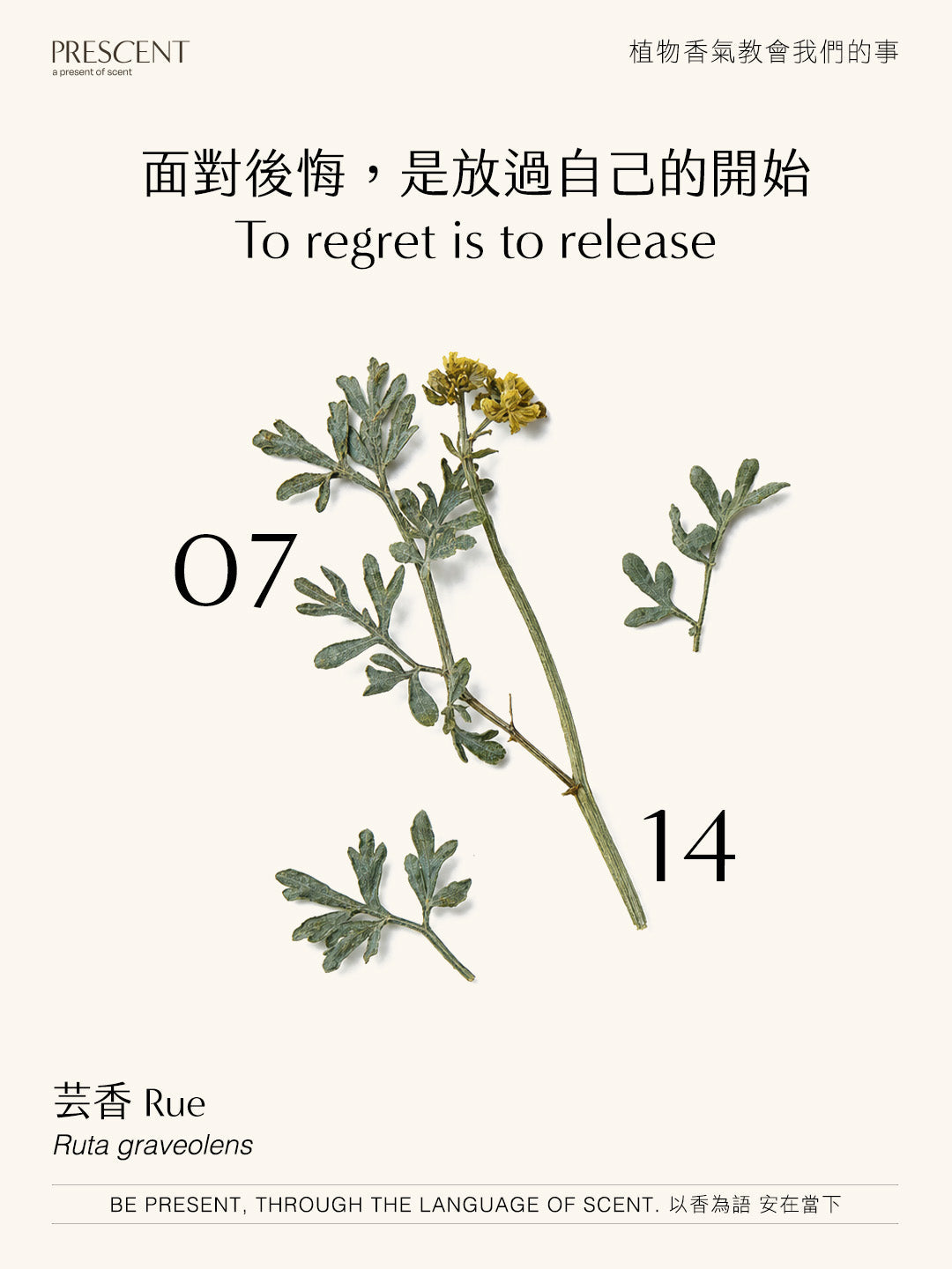 2026.07.14｜芸香 Rue