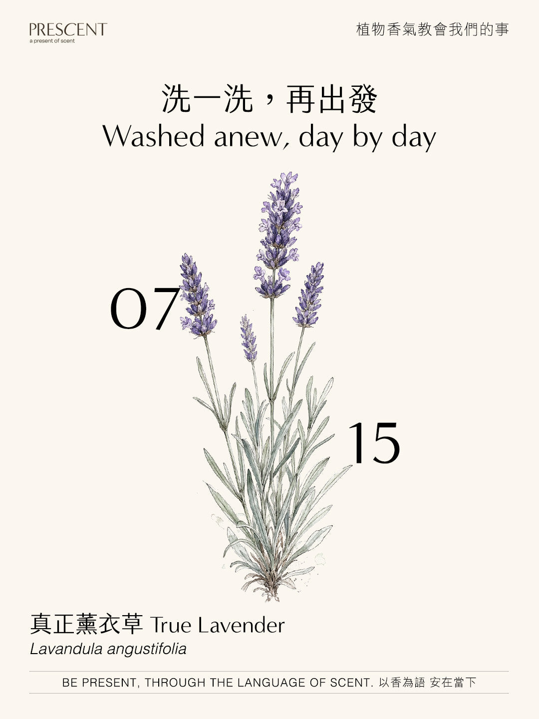 2026.07.15｜真正薰衣草 True Lavender