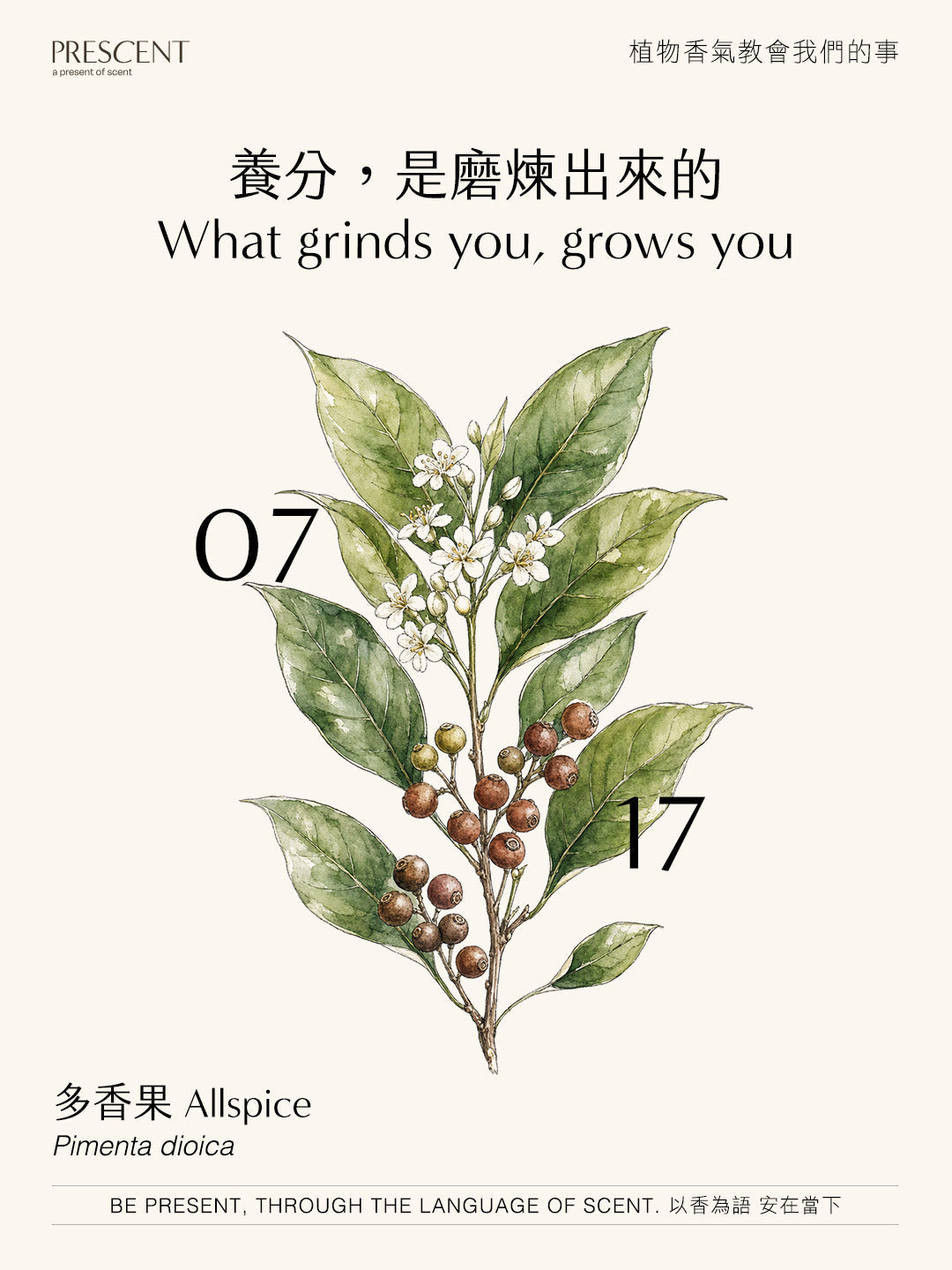 2026.07.17｜多香果 Allspice