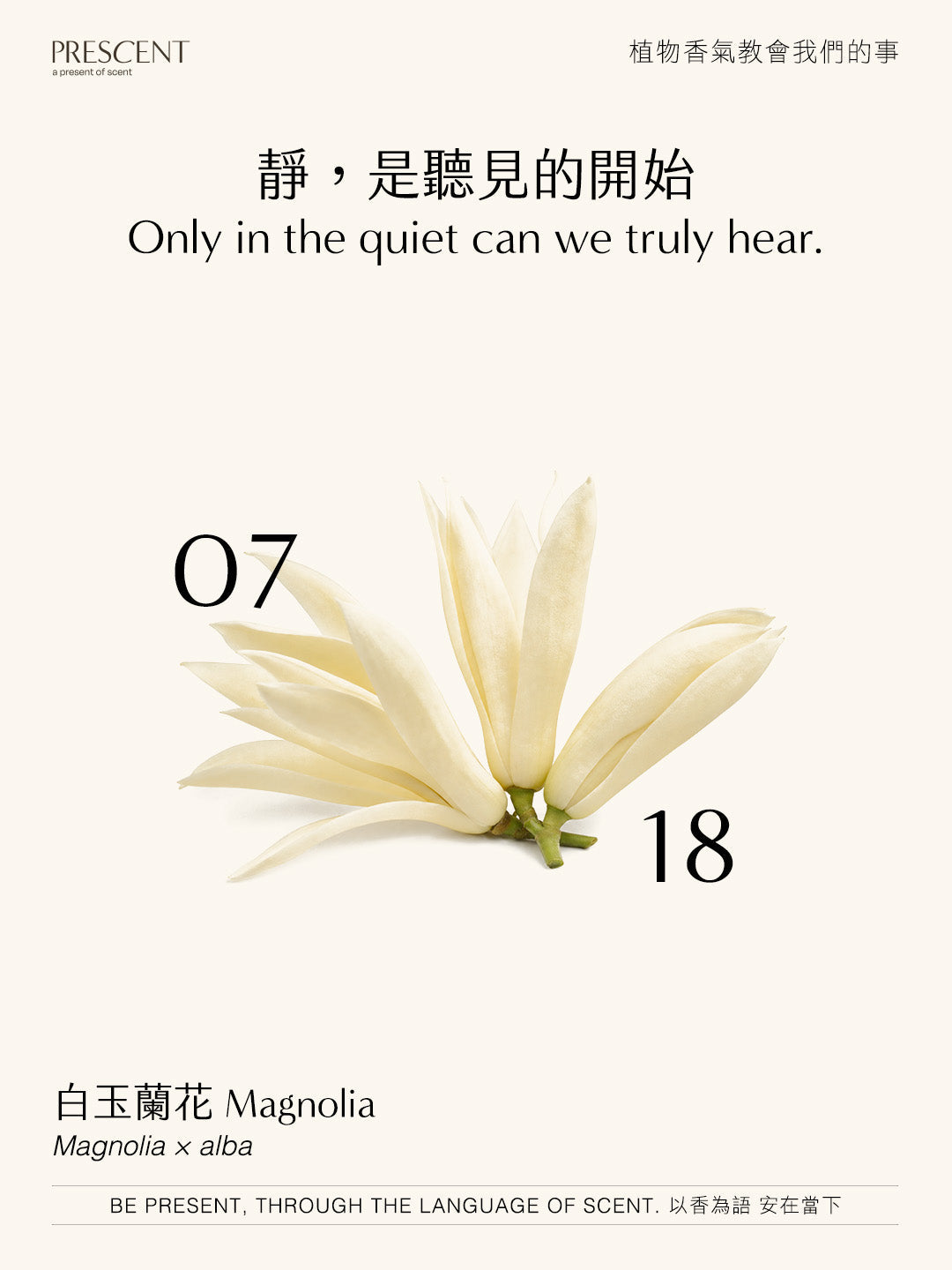 2026.07.18｜白玉蘭 White Magnolia