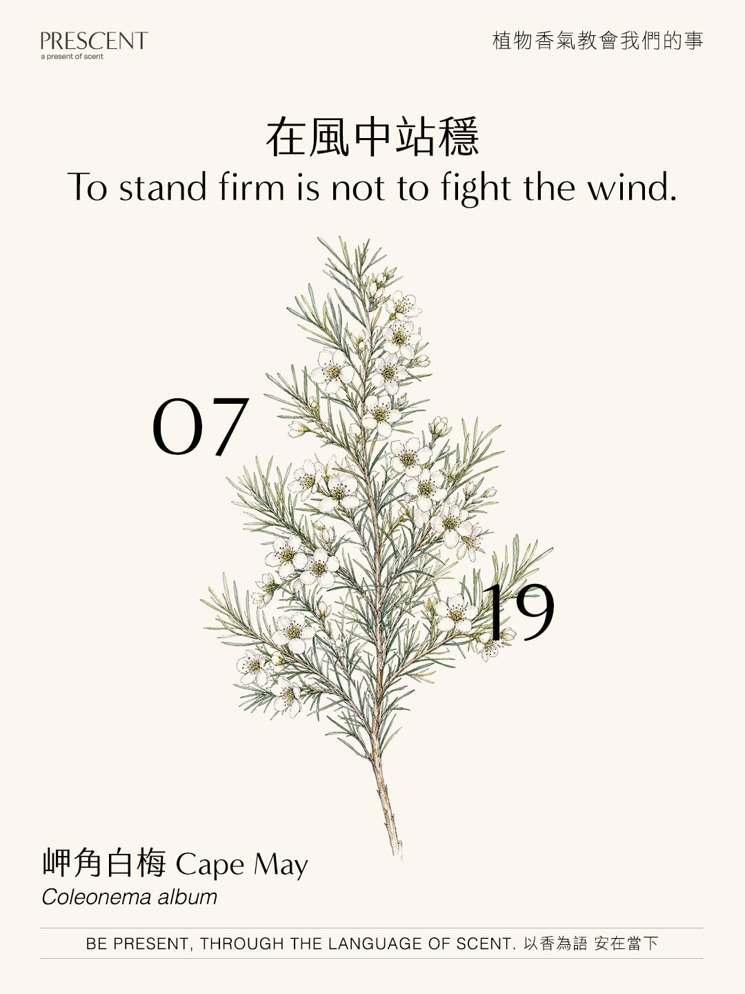 2026.07.19｜岬角白梅 Cape May