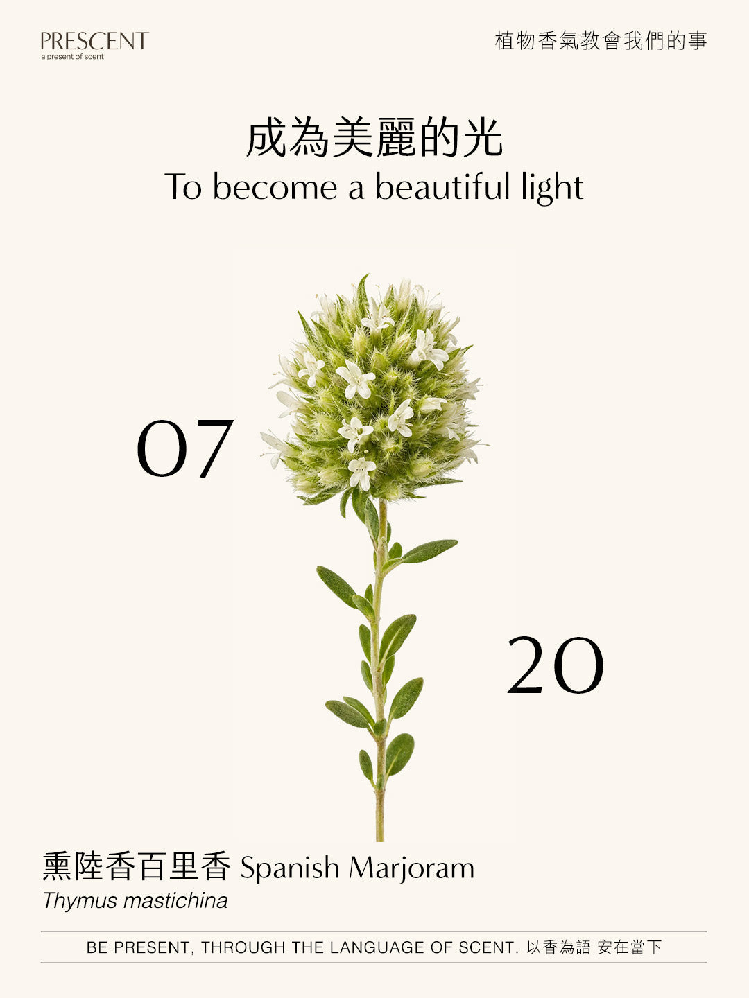 2026.07.20｜熏陸香百里香 Spanish Marjoram
