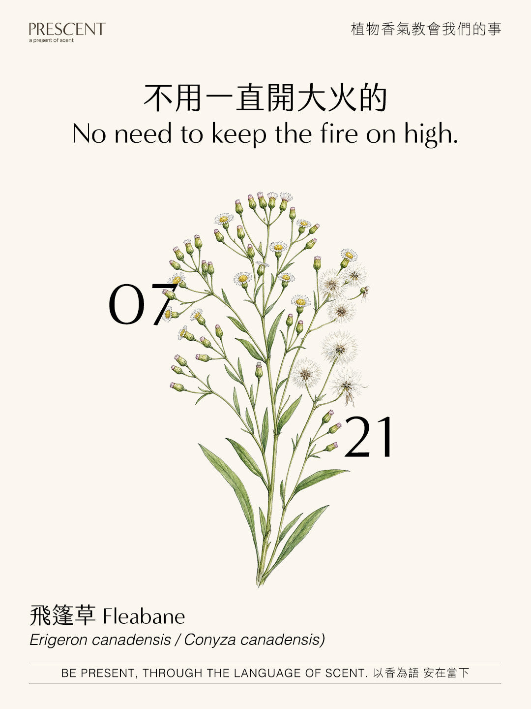 2026.07.21｜飛篷草 Fleabane