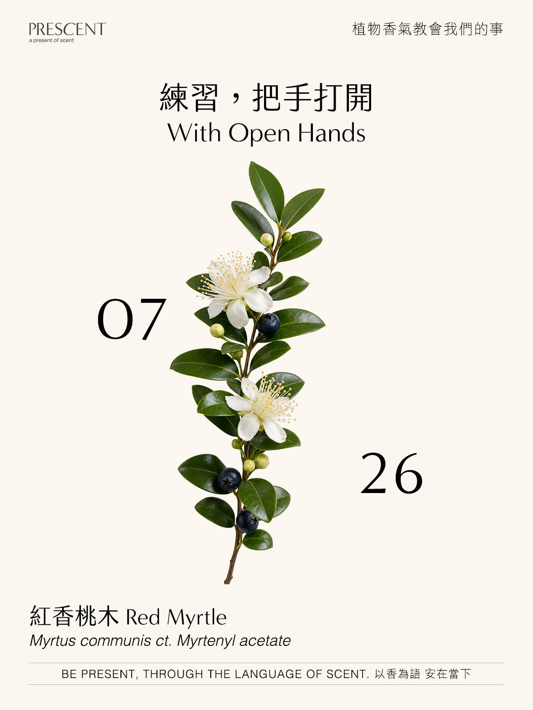 2026.07.26｜紅香桃木 Red Myrtle