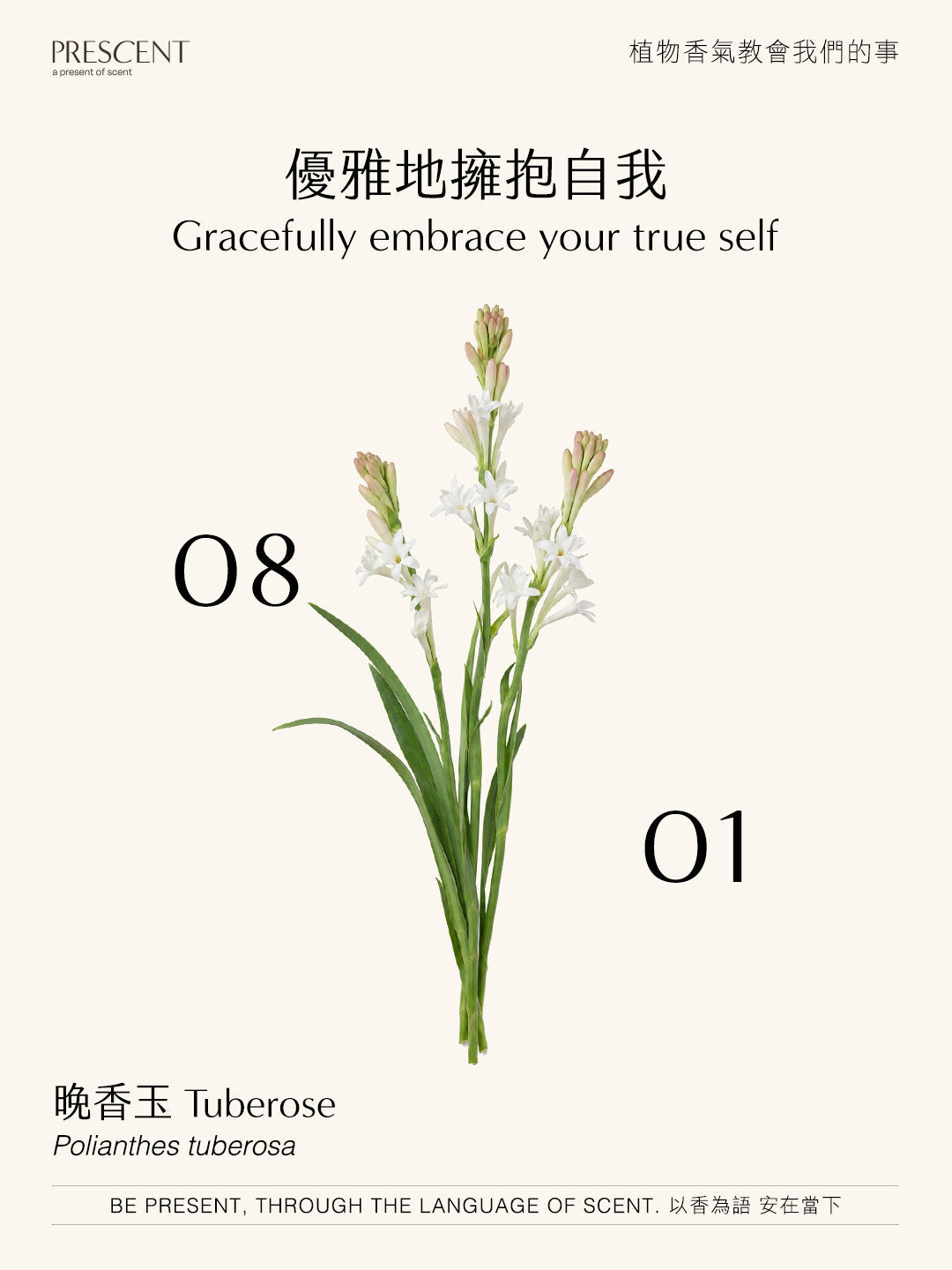 2026.08.01｜晚香玉 Tuberose
