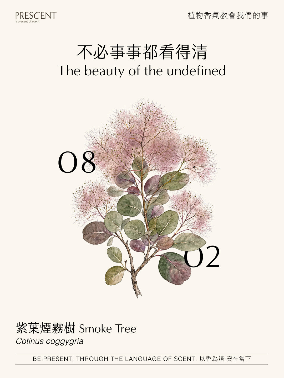 2026.08.02｜紫葉煙霧樹 Smoke Tree