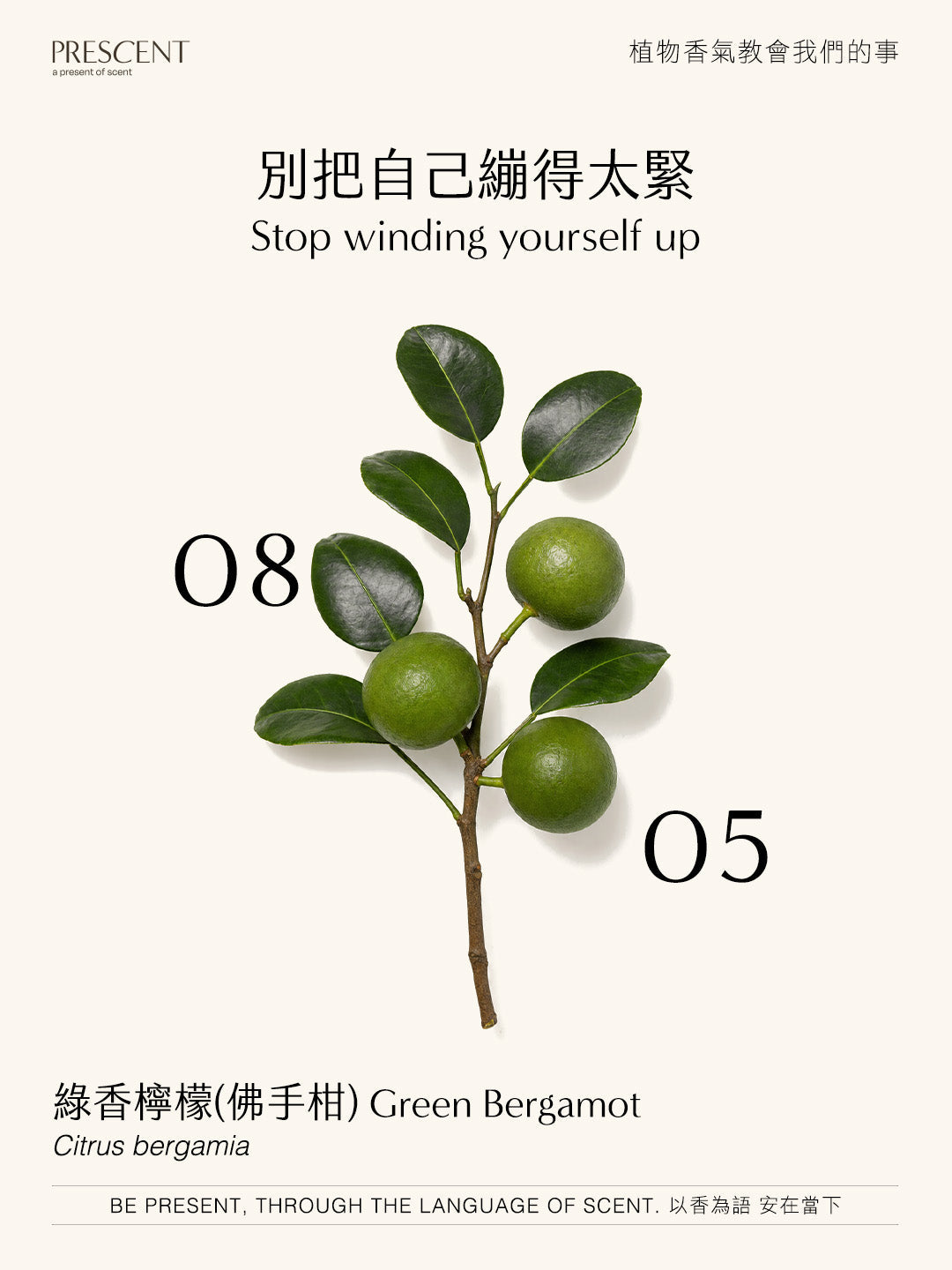 2026.08.05｜綠香檸檬(佛手柑) Green Bergamot