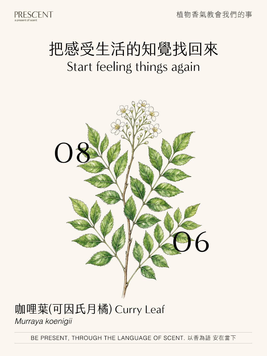 2026.08.06｜咖哩葉 (可因氏月橘) Curry Leaf