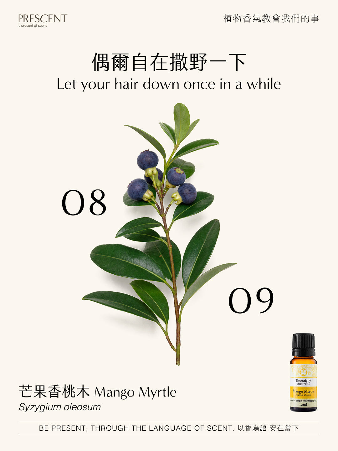 2026.08.09｜芒果香桃木 Mango Myrtle