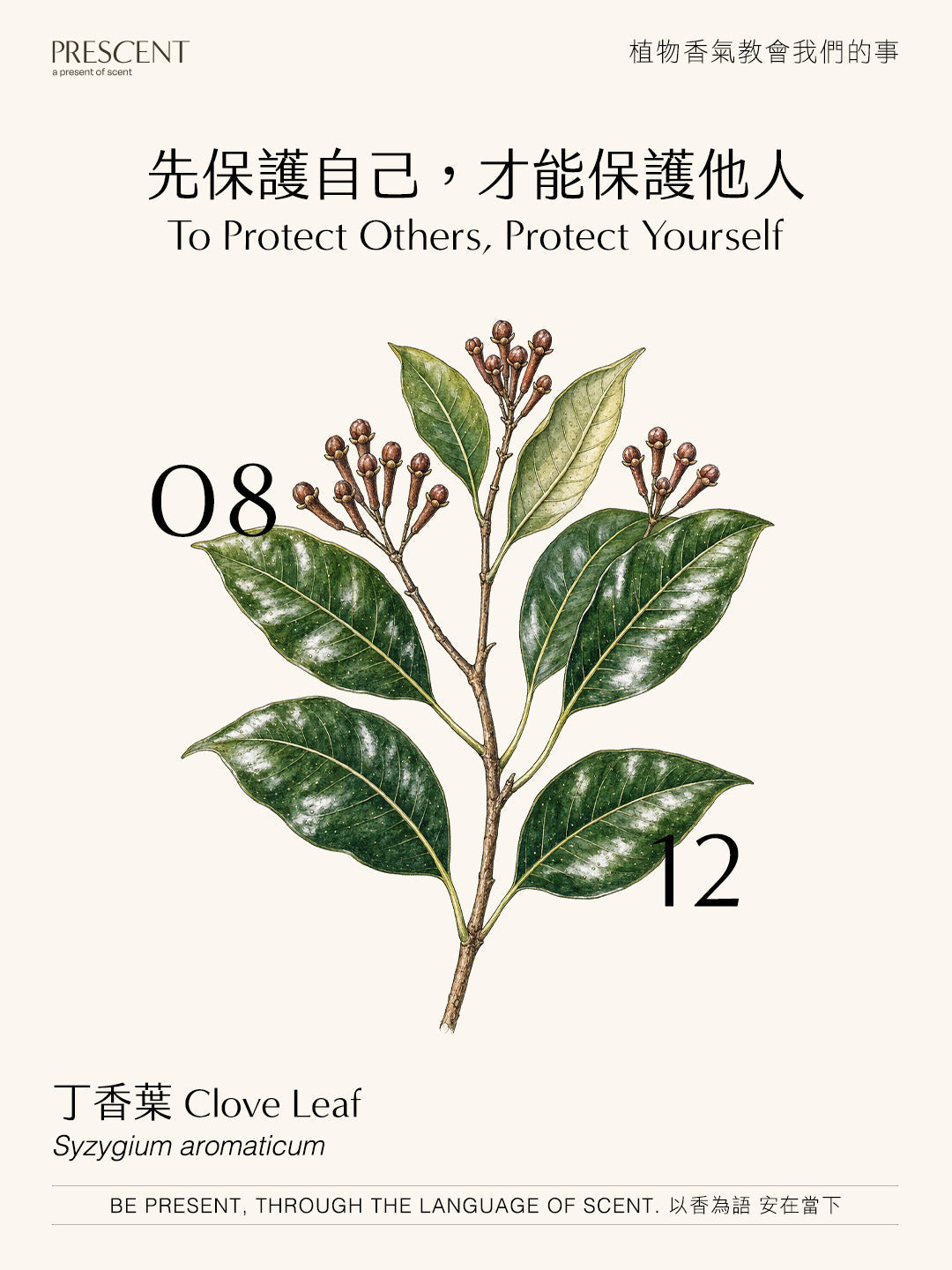 2026.08.12｜丁香葉 Clove Leaf