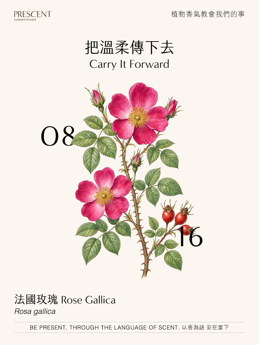 2026.08.16｜法國玫瑰 Rose Gallica