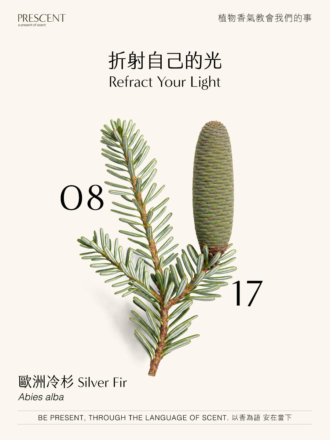 2026.08.17｜歐洲冷杉 Silver Fir